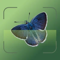 Insecto AI: Bug Identifier